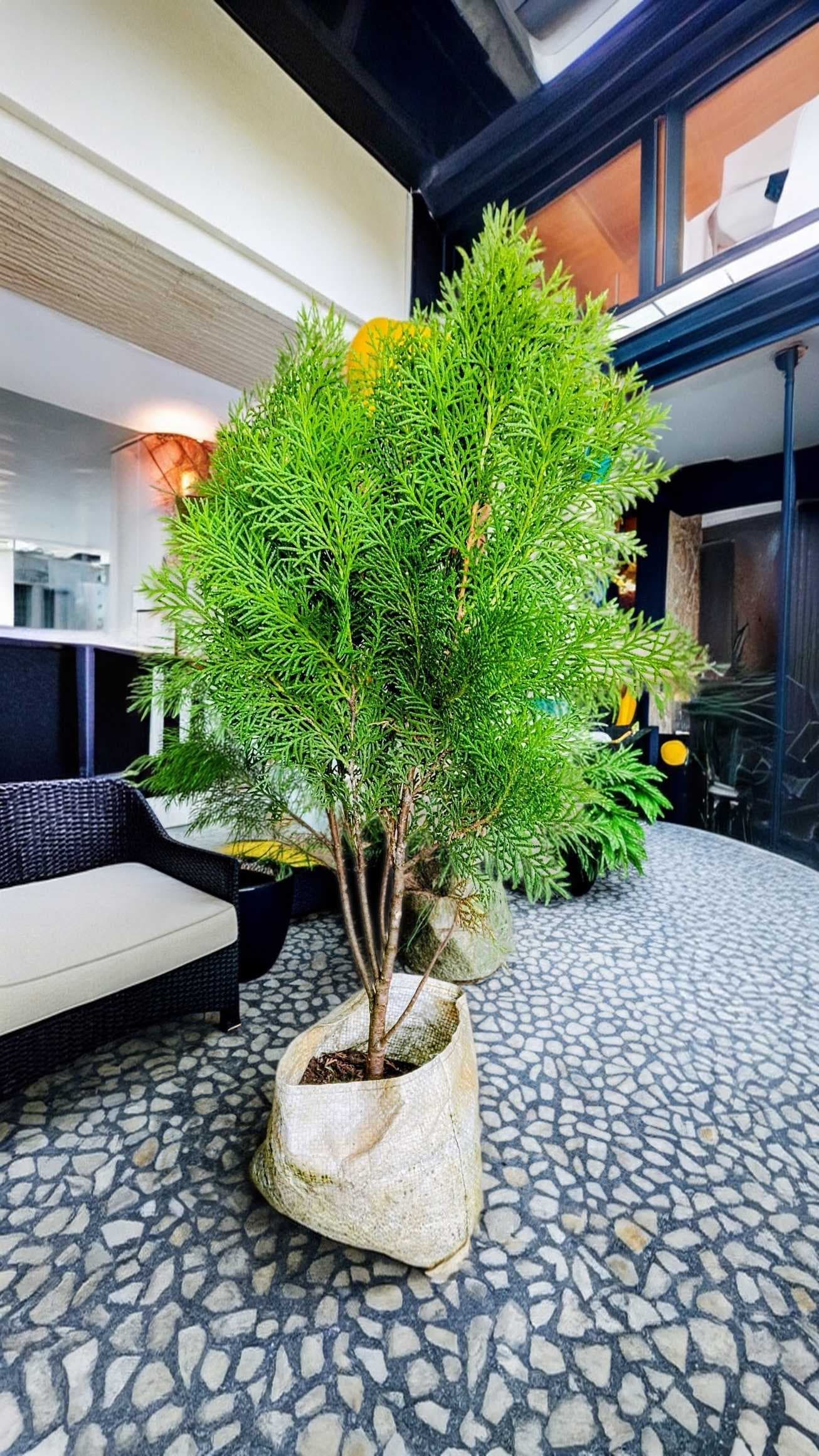 Thuja Plant