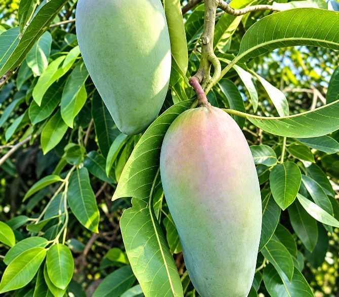 Honeydew Mango Plant
