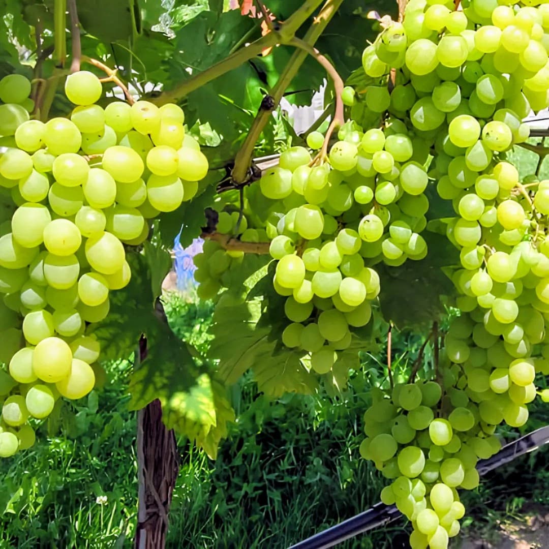 Green Grape Plant