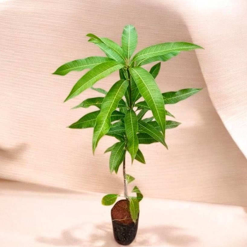 R2E2 Mango Plant