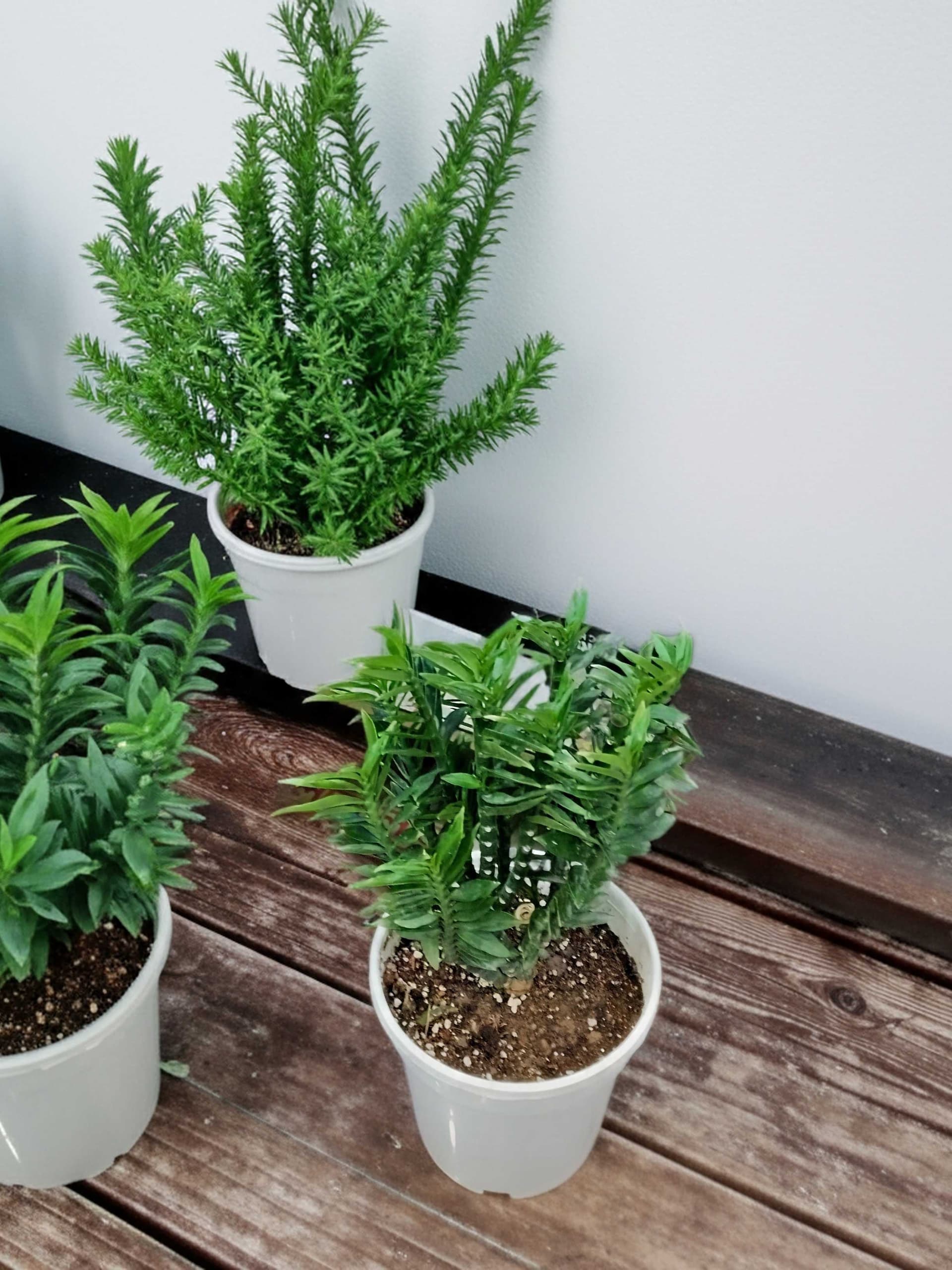 Pedilanthus Plant