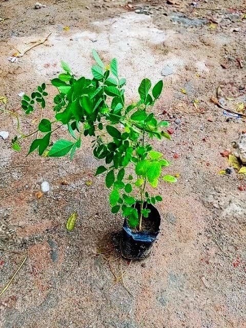 Aparajita Double Petal (Blue)