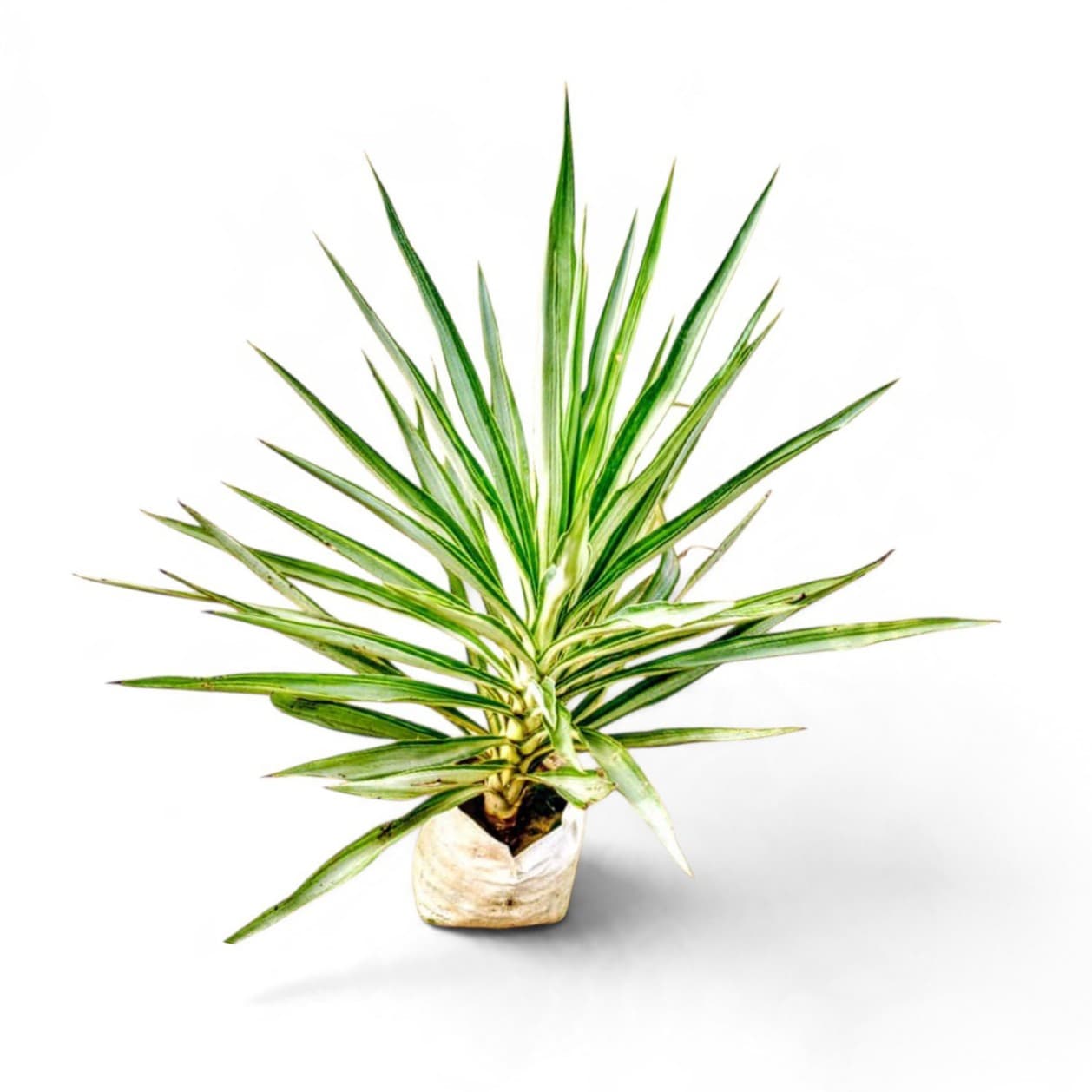 Yucca Silver