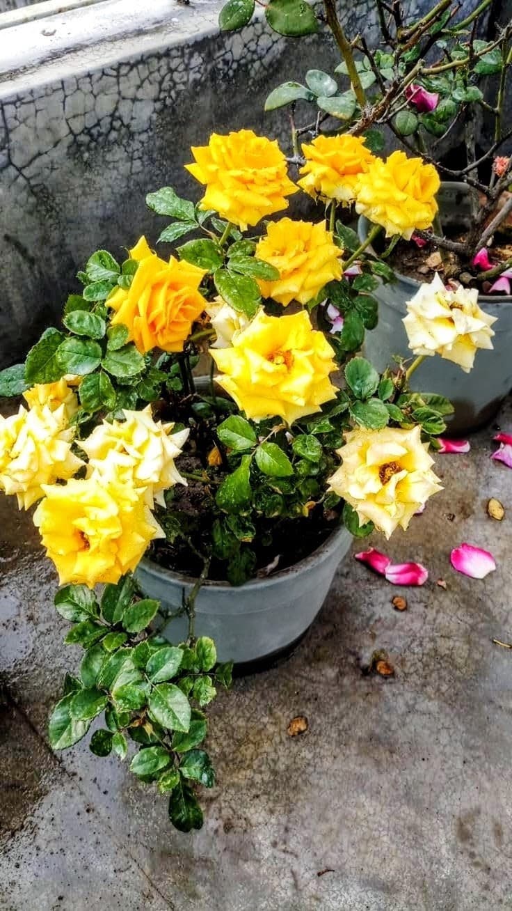 Golden Medallion Rose Plant