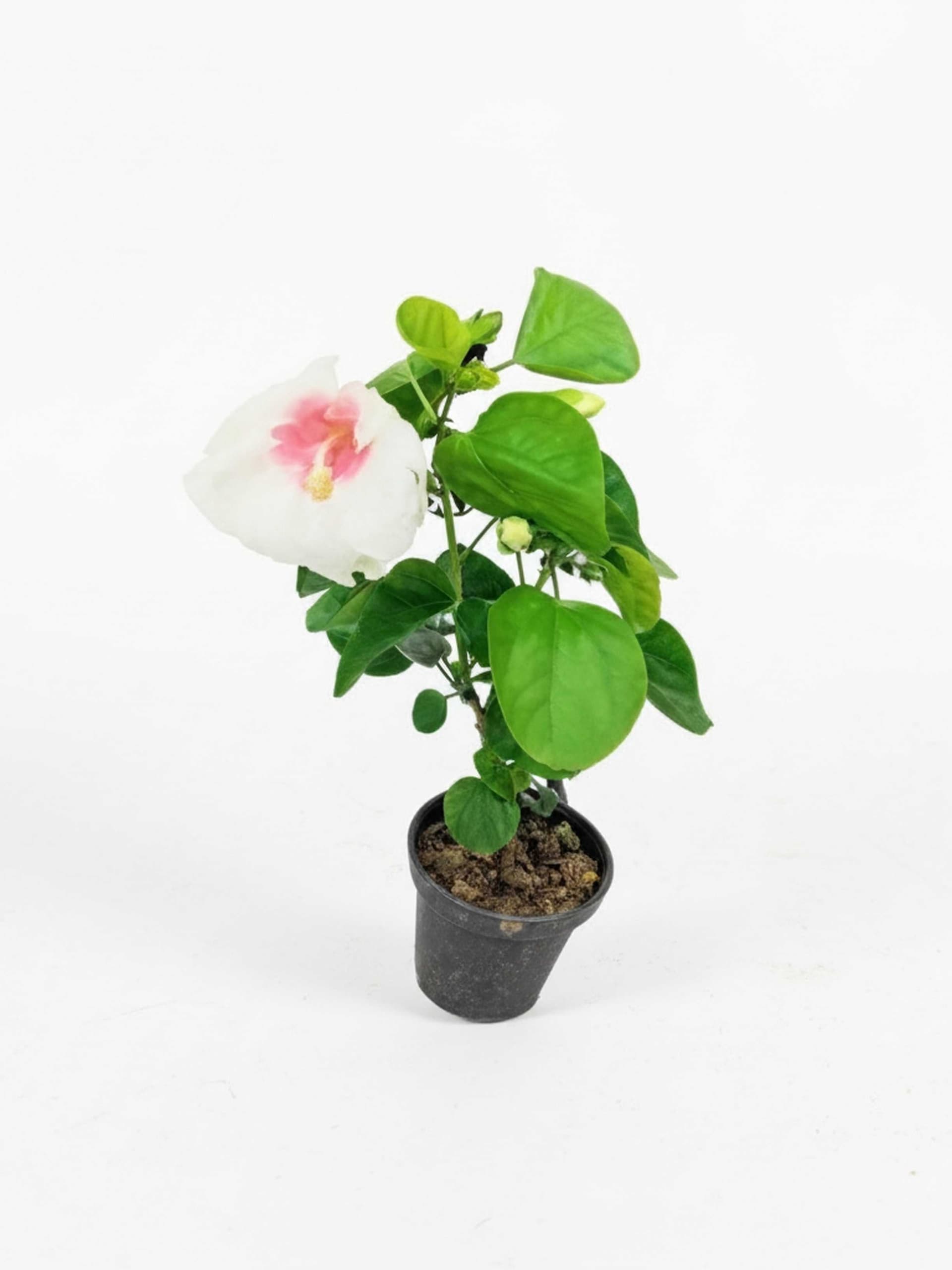 Tropical (White-red)
