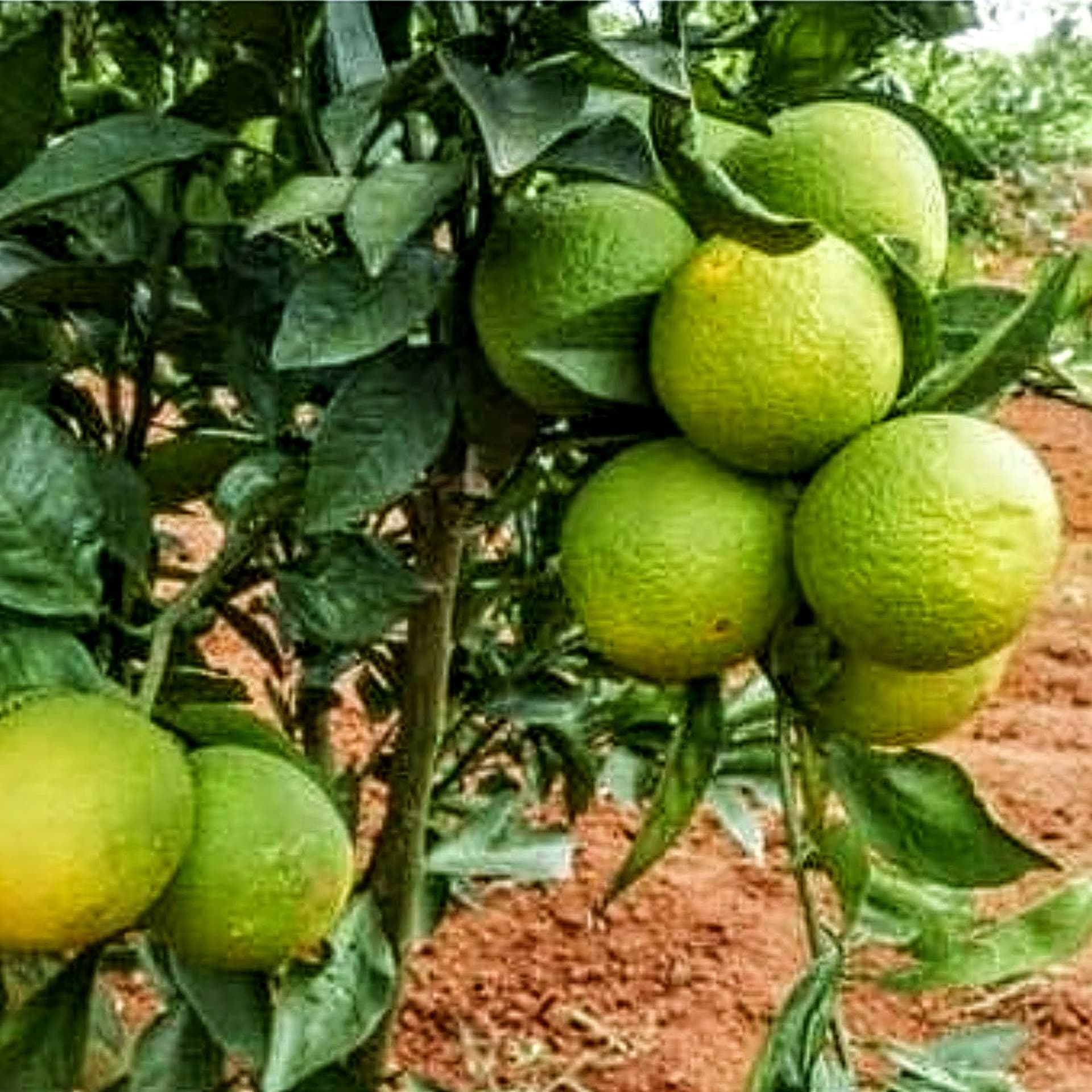 Sweet Lime Mosambi Plant