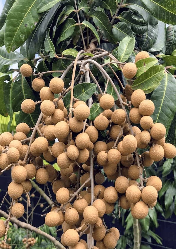 All Time Longan Plant