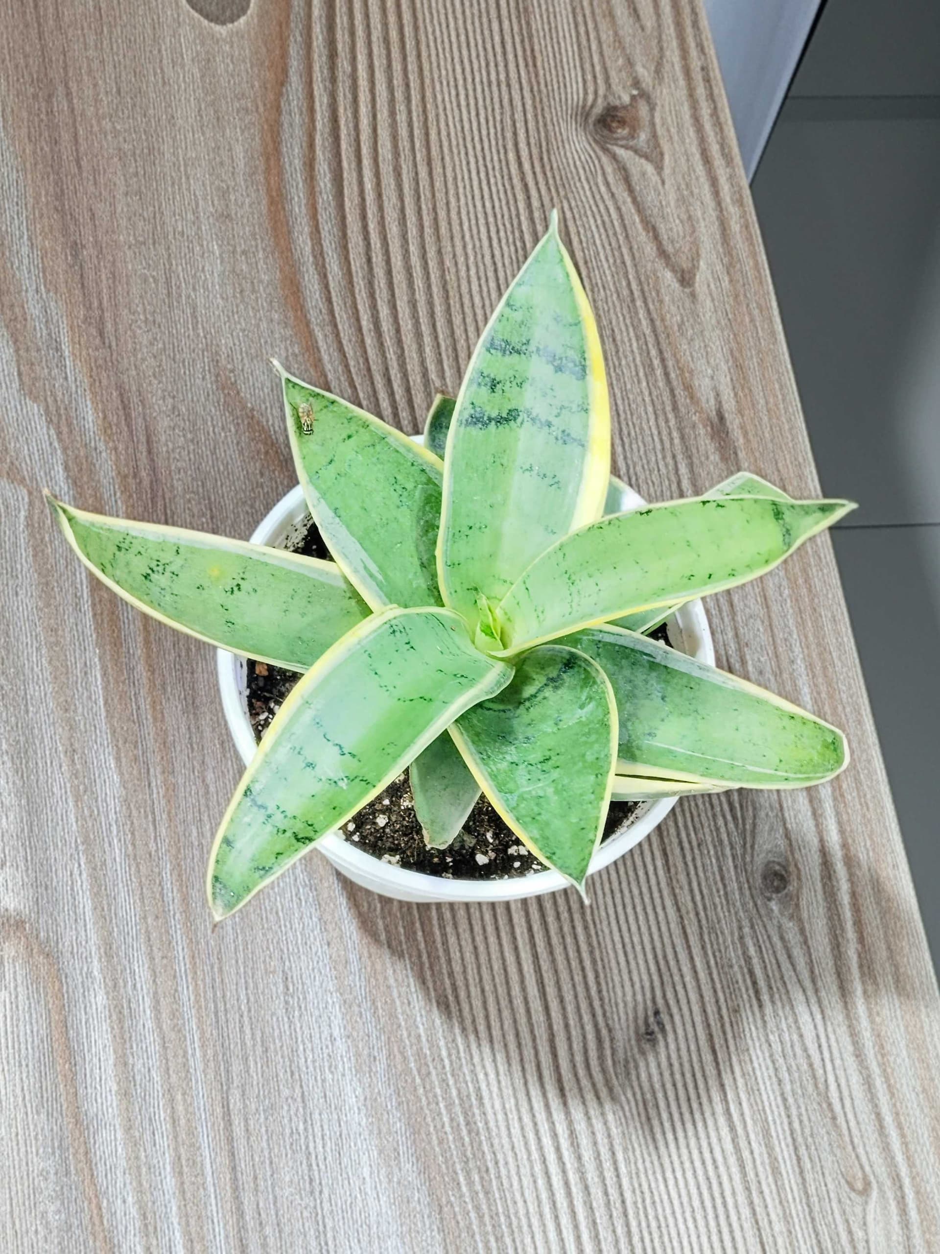 Sansevieria Gabriella (Snake Plant)