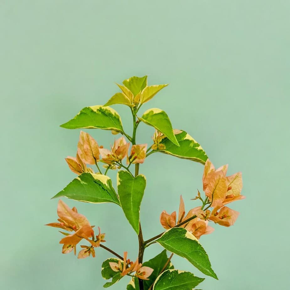 Emas Perak