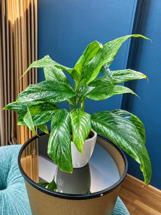 Peace Lily Plant