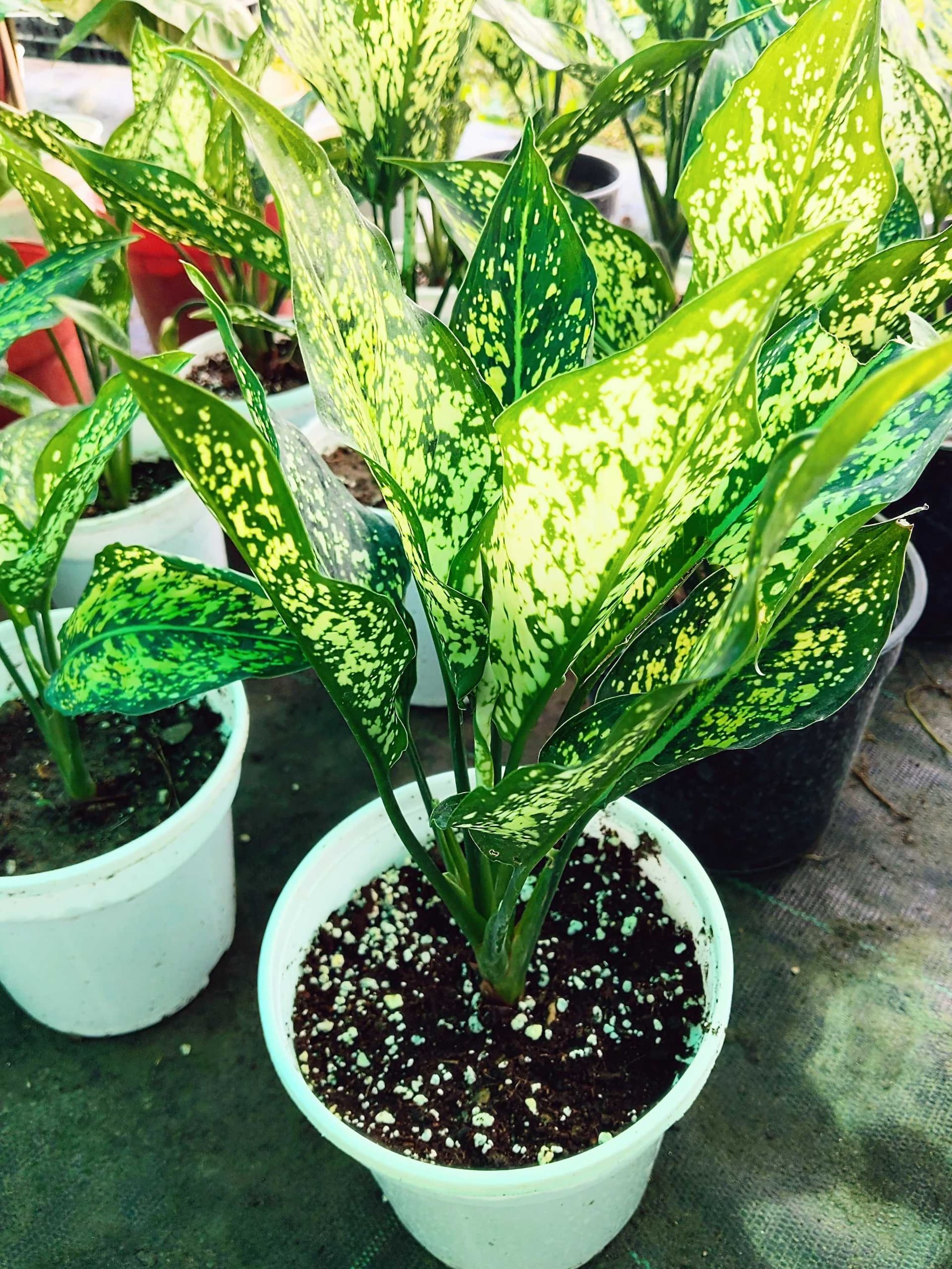 Aglaonema Snow White