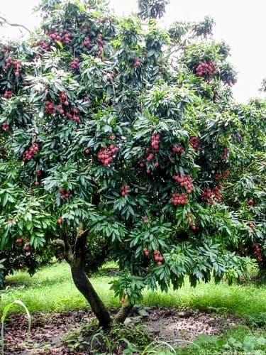 Lichi (Muzaffarpur)