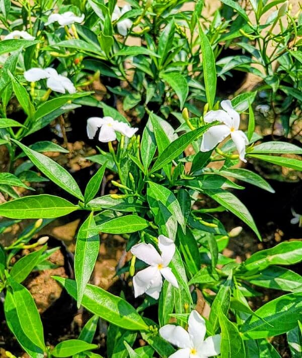 Tagar Plant