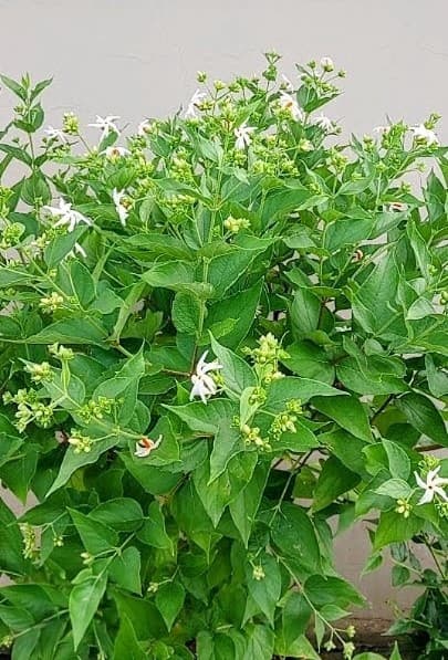 Parijat Plant