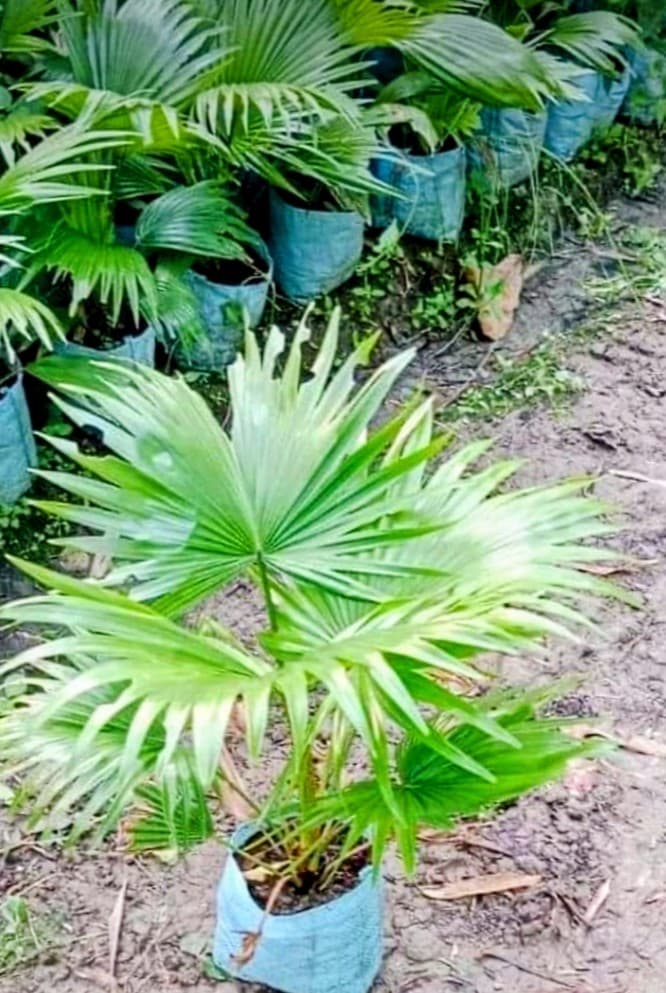 Chinese Palm Tree