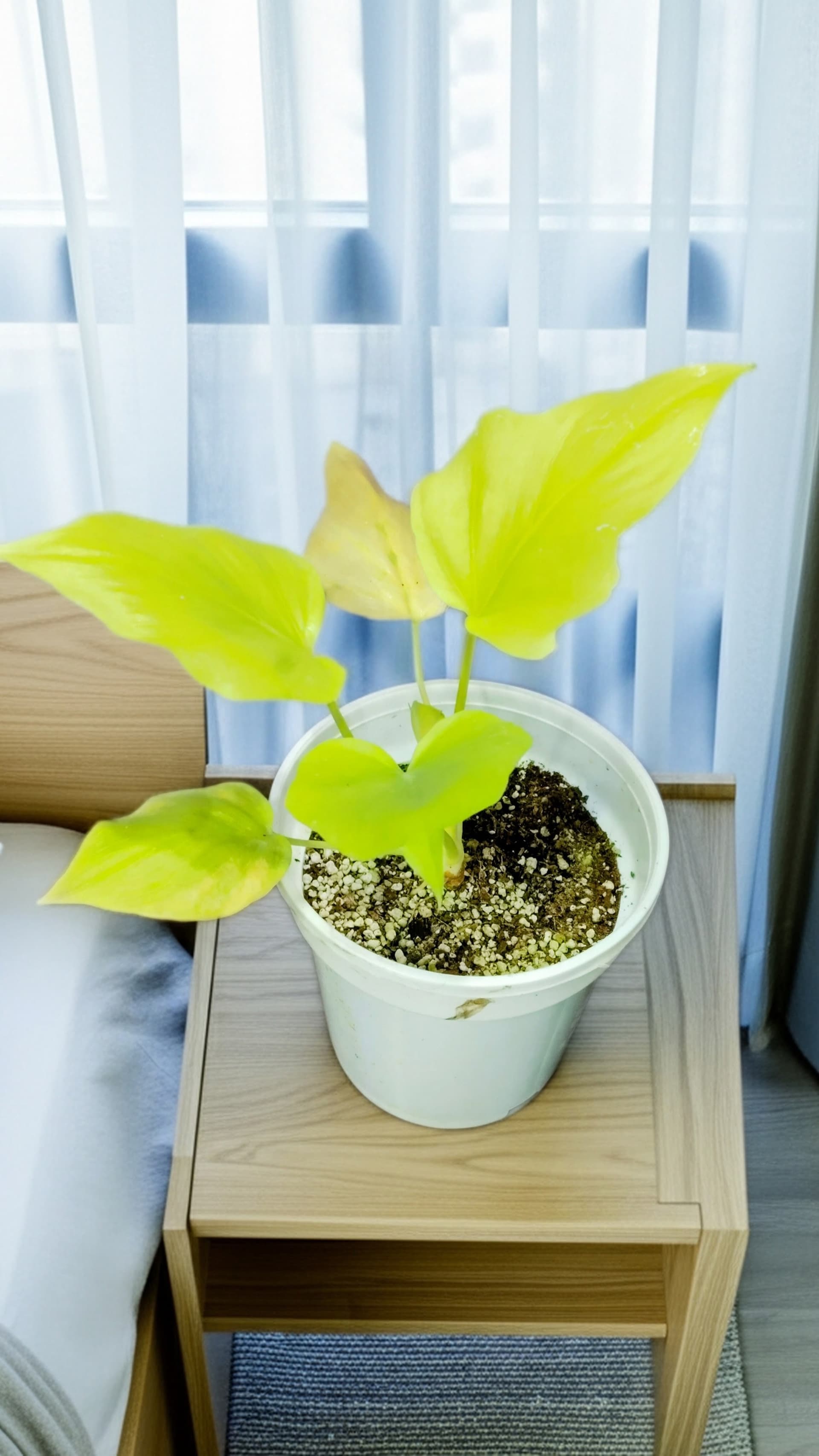 Philodendron Golden Selloum