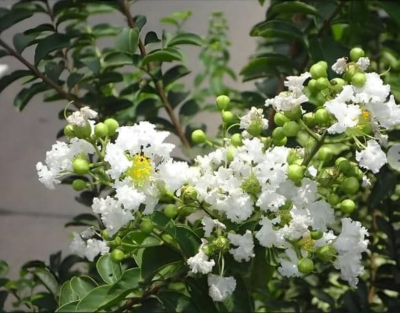 Furush Flower Plant (White)
