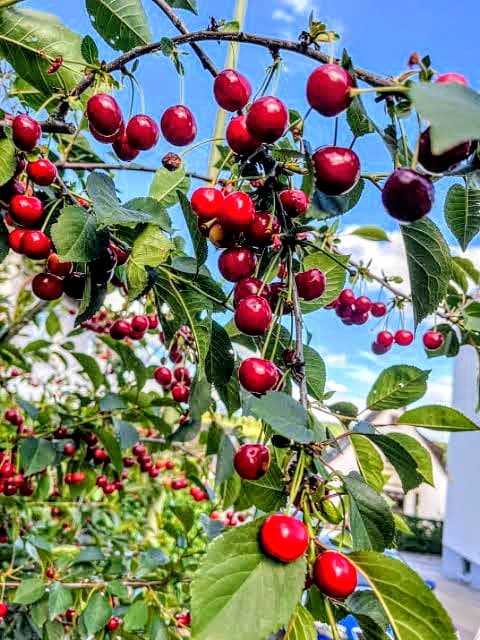 Sweet Cherry Plant