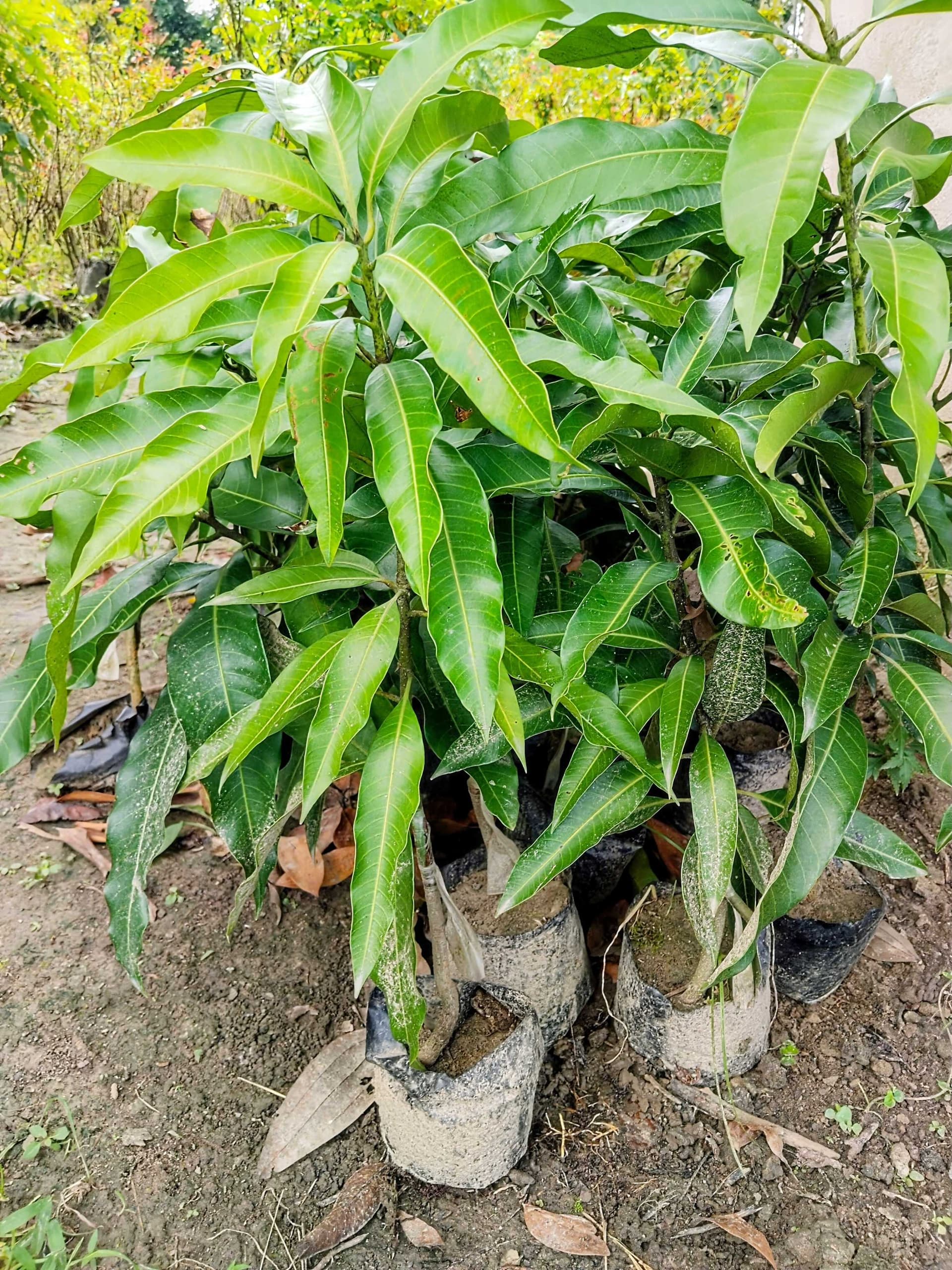 Amrapali Mango Plant