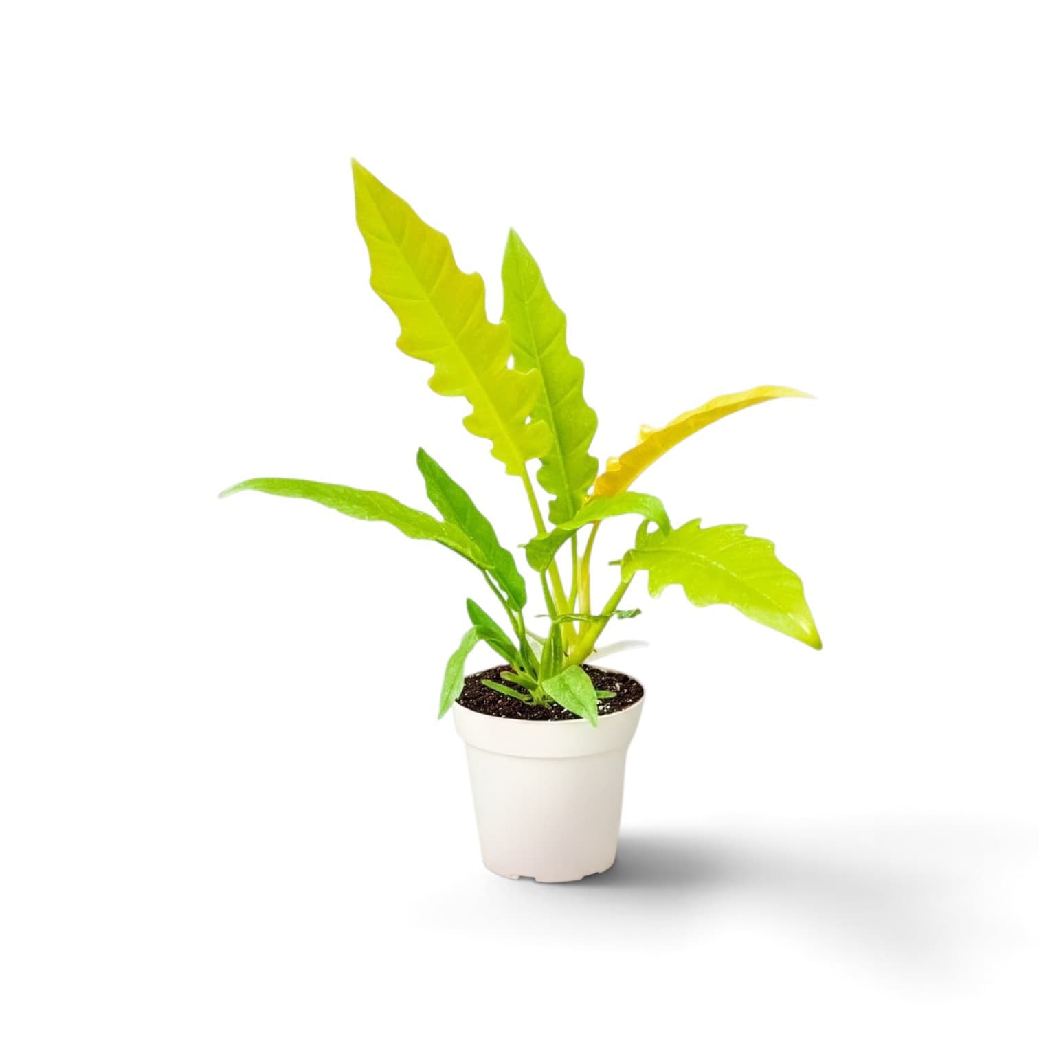 Philodendron Ring Of Fire Variegated