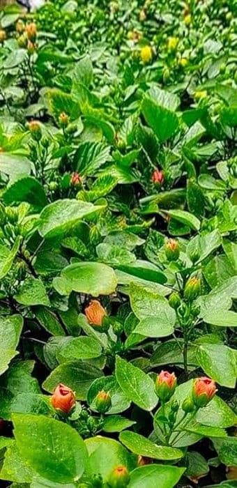 Laxmi Hibiscus Plant