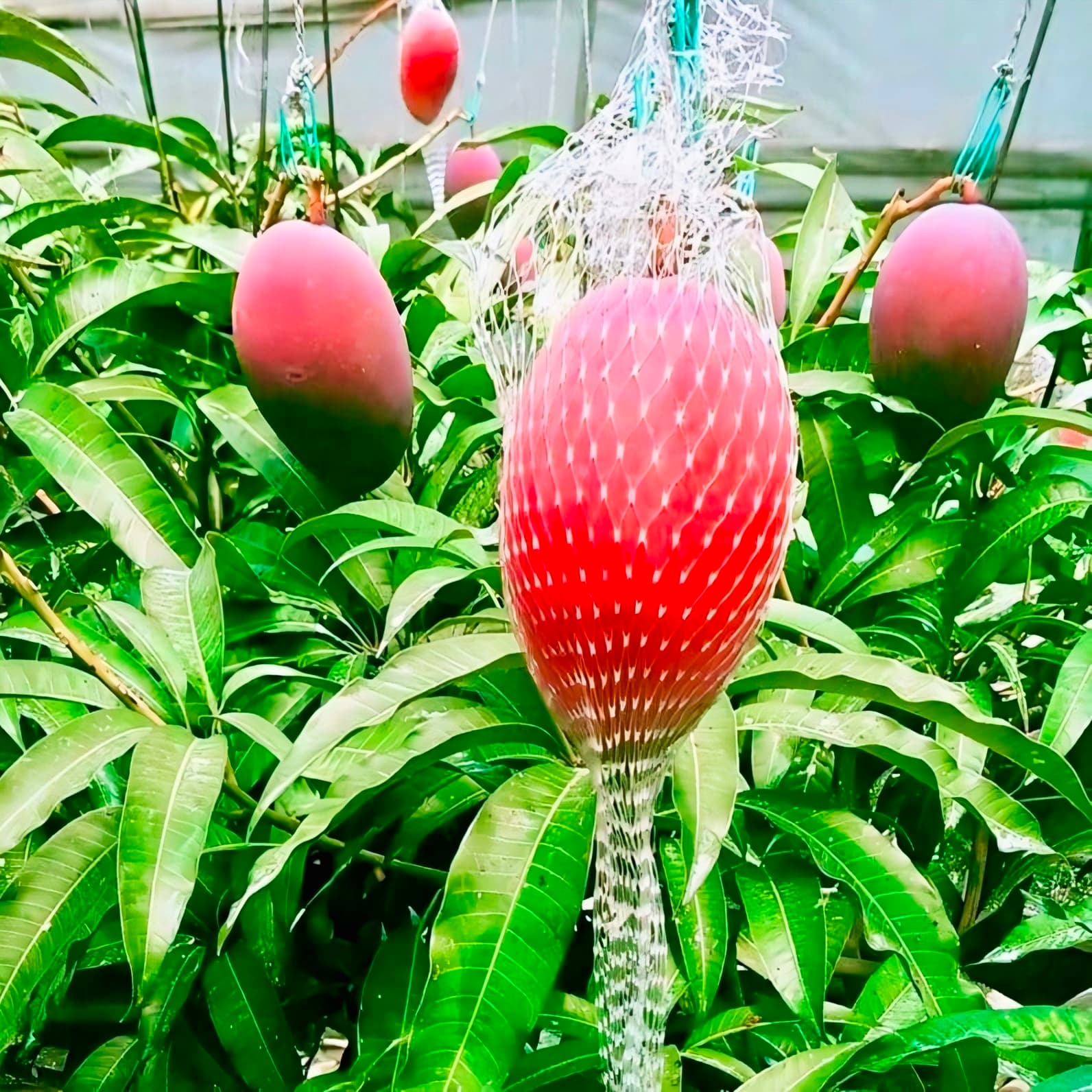Miyazaki Mango
