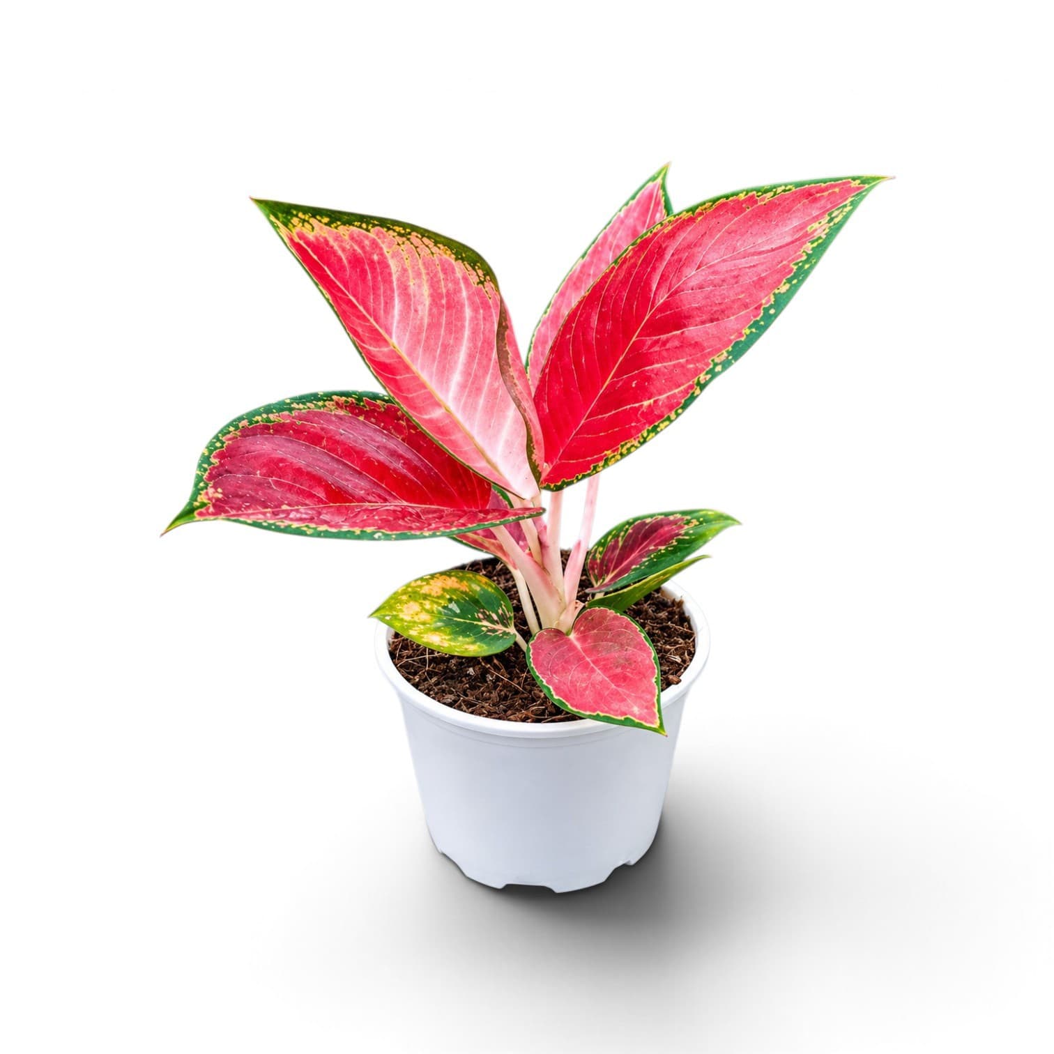 Aglaonema Red King Plant