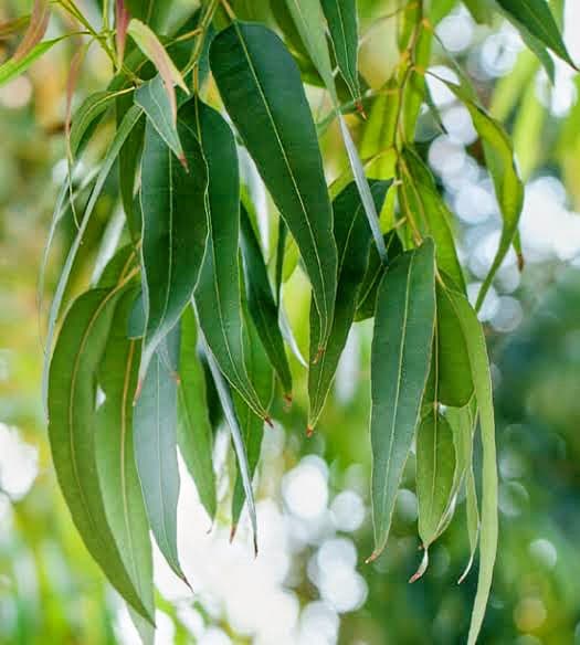 Eucalyptus Plant (Pack of 5)