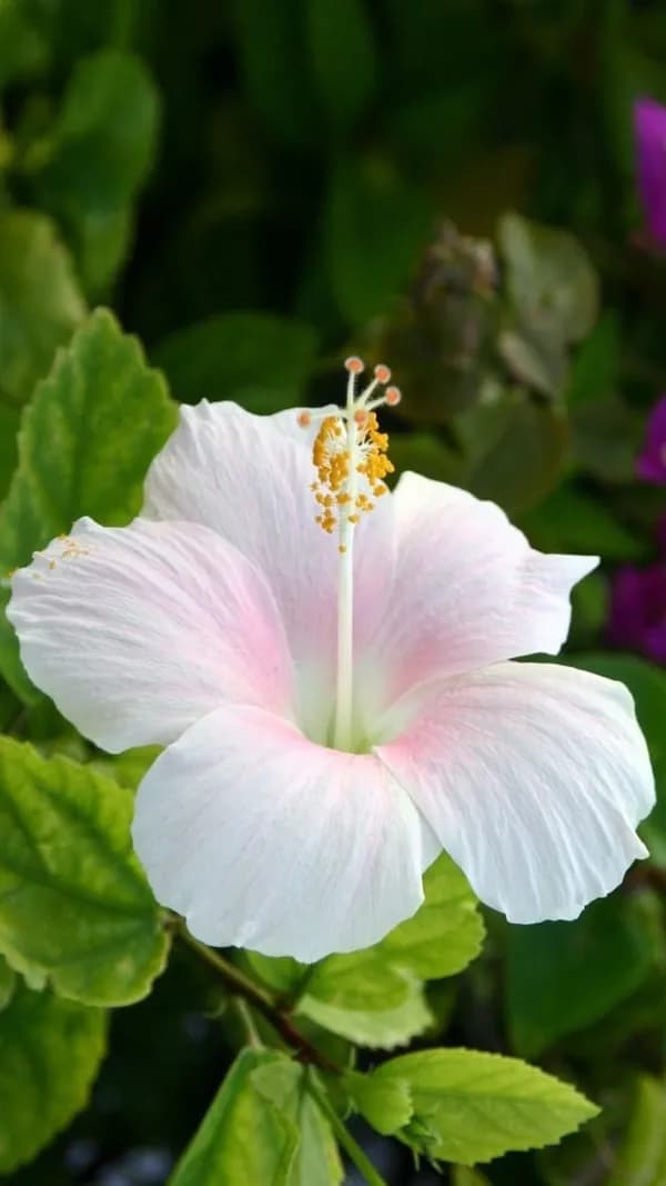 White Hibiscus Plant (Hybrid)