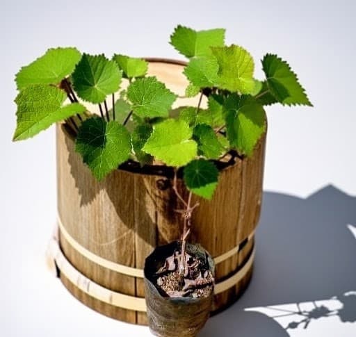 Black Grape Plant