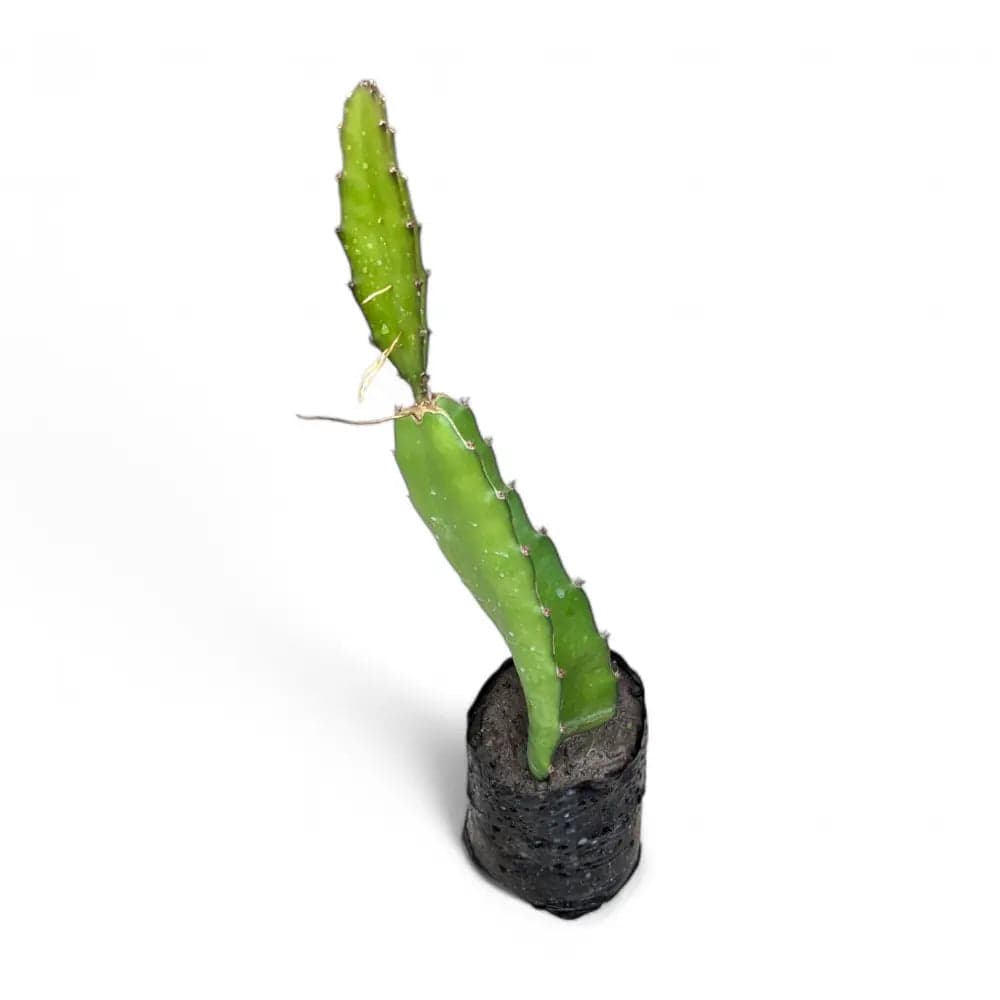 Dragon Fruit (Pink Flesh)