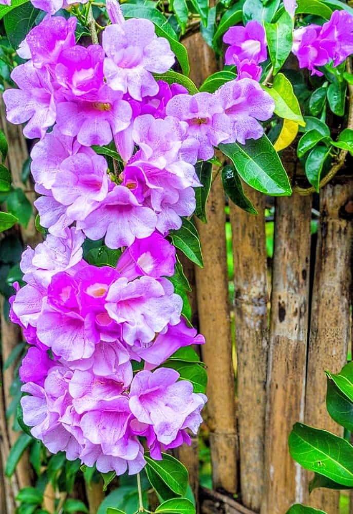 Garlic Vine (Roshan lata) Plant