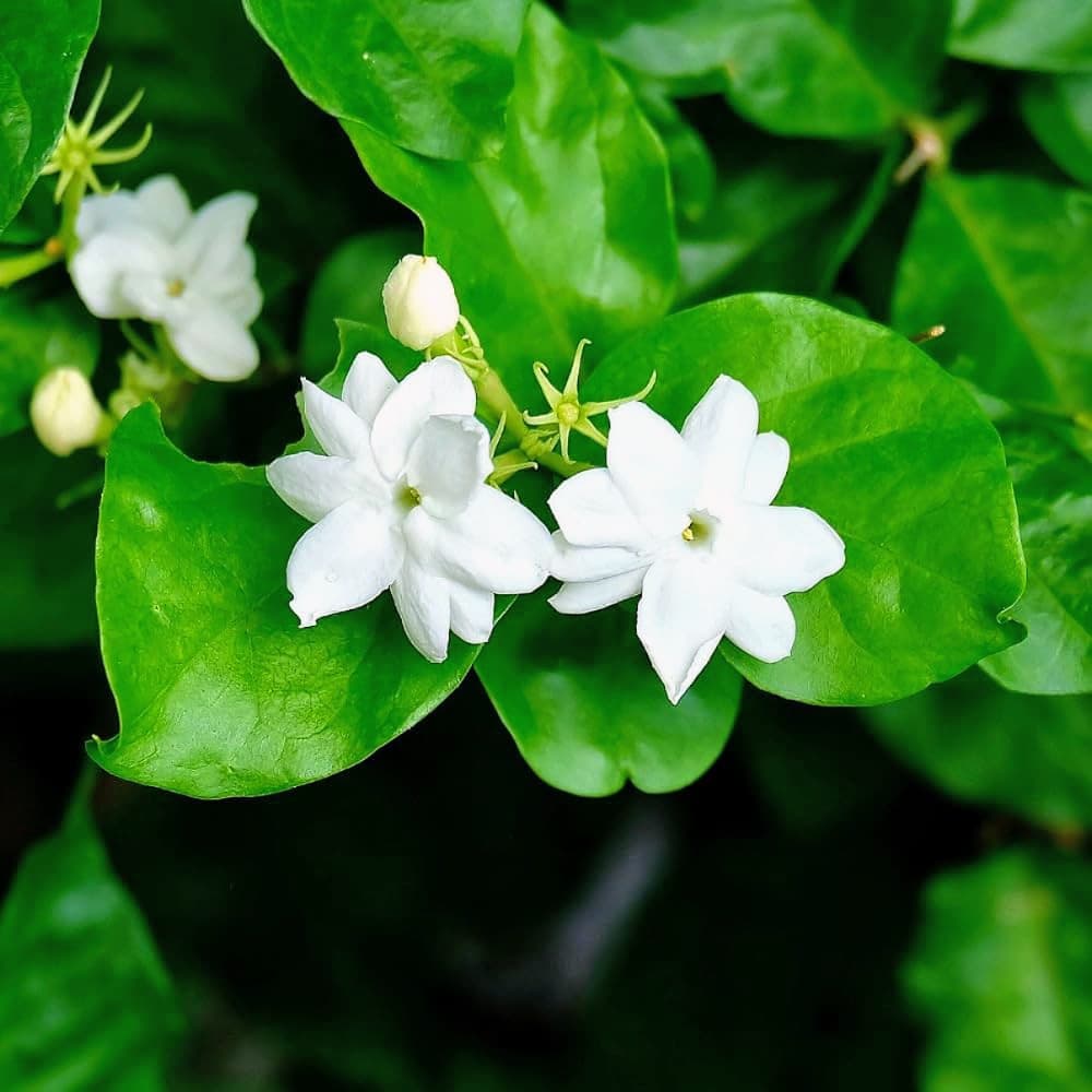 Jasmine Flower Plant