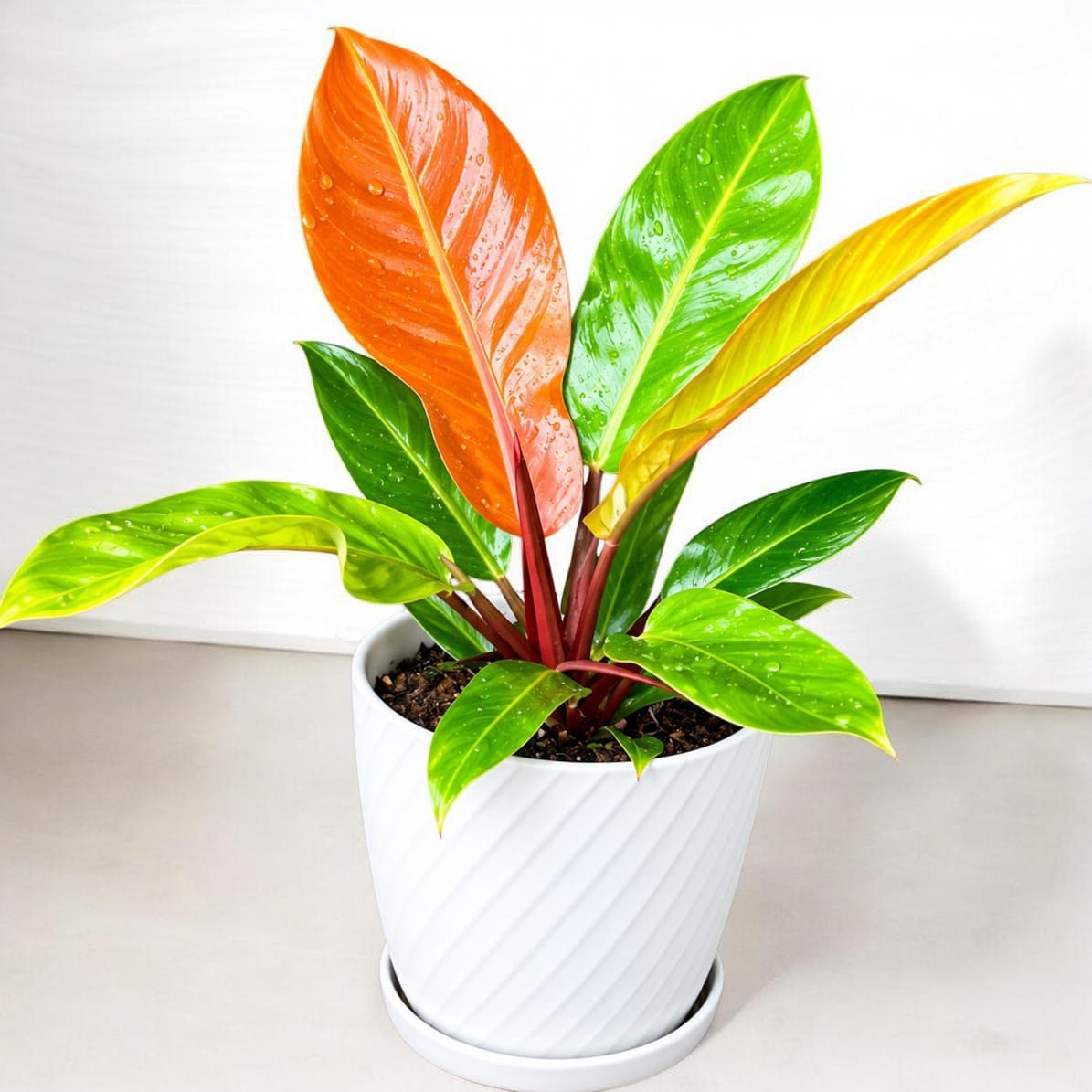 Philodendron Orange Princess