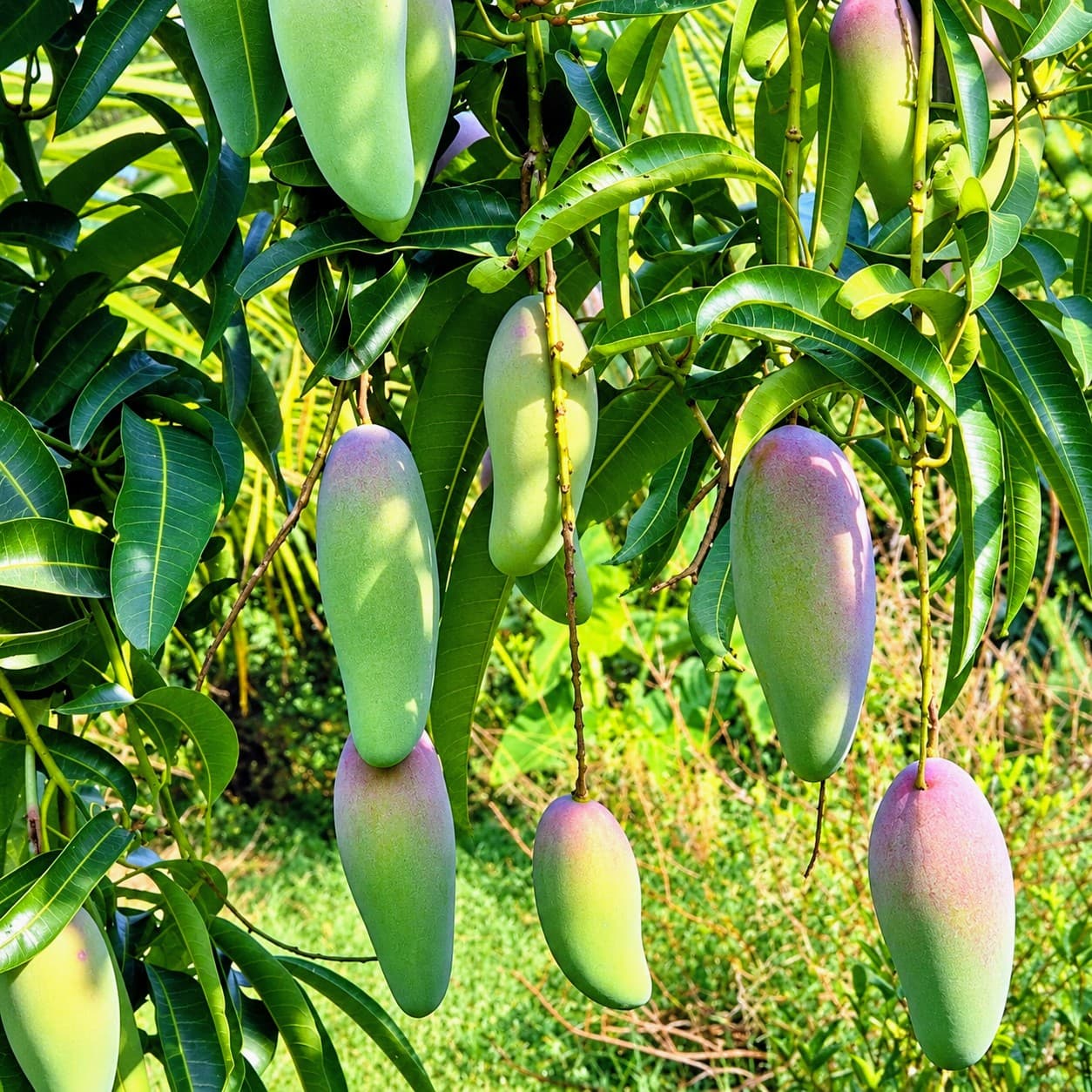 Red Ivory Mango Plant