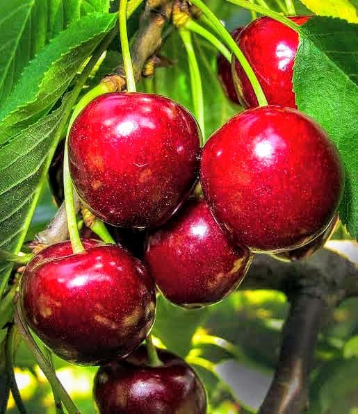 Sweet Cherry Plant