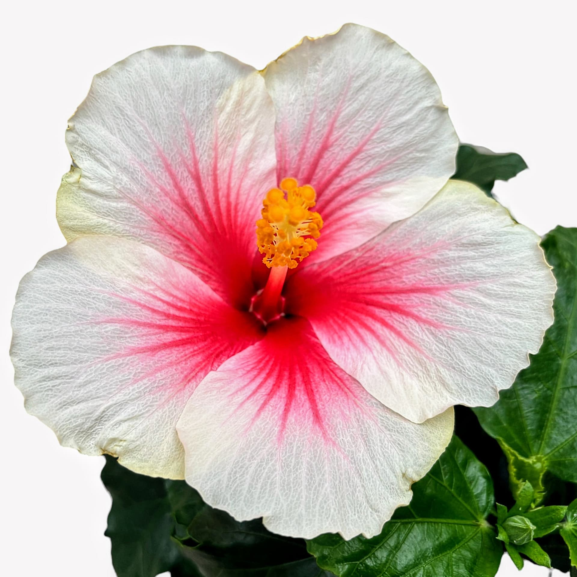 Japanese Rose Hibiscus Plant (White-Pink)