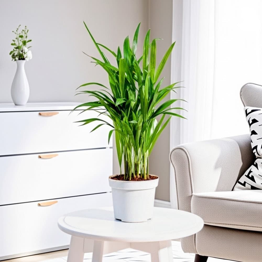 Areca Palm
