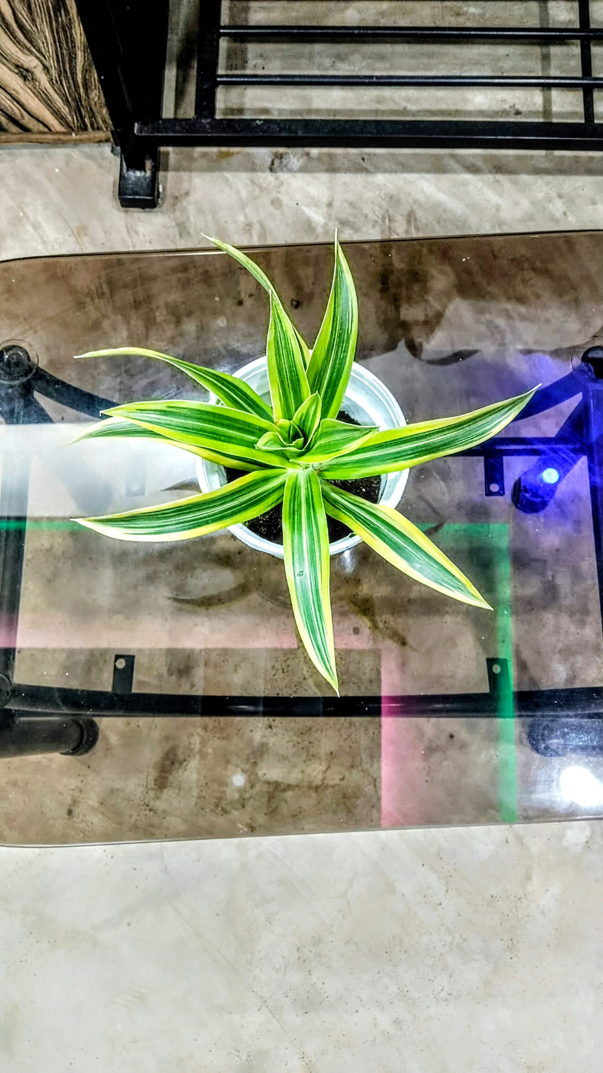 Dracaena Lemon Lime Plant