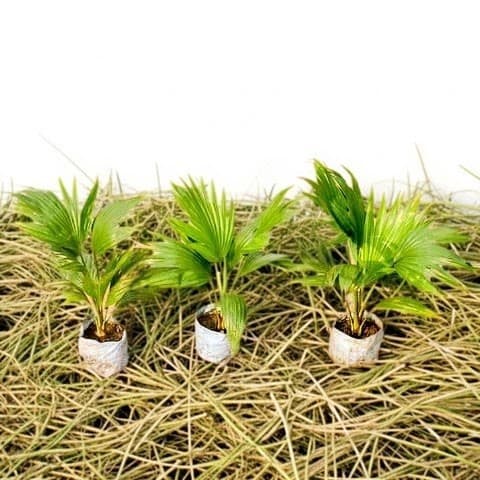 Chinese Palm Tree