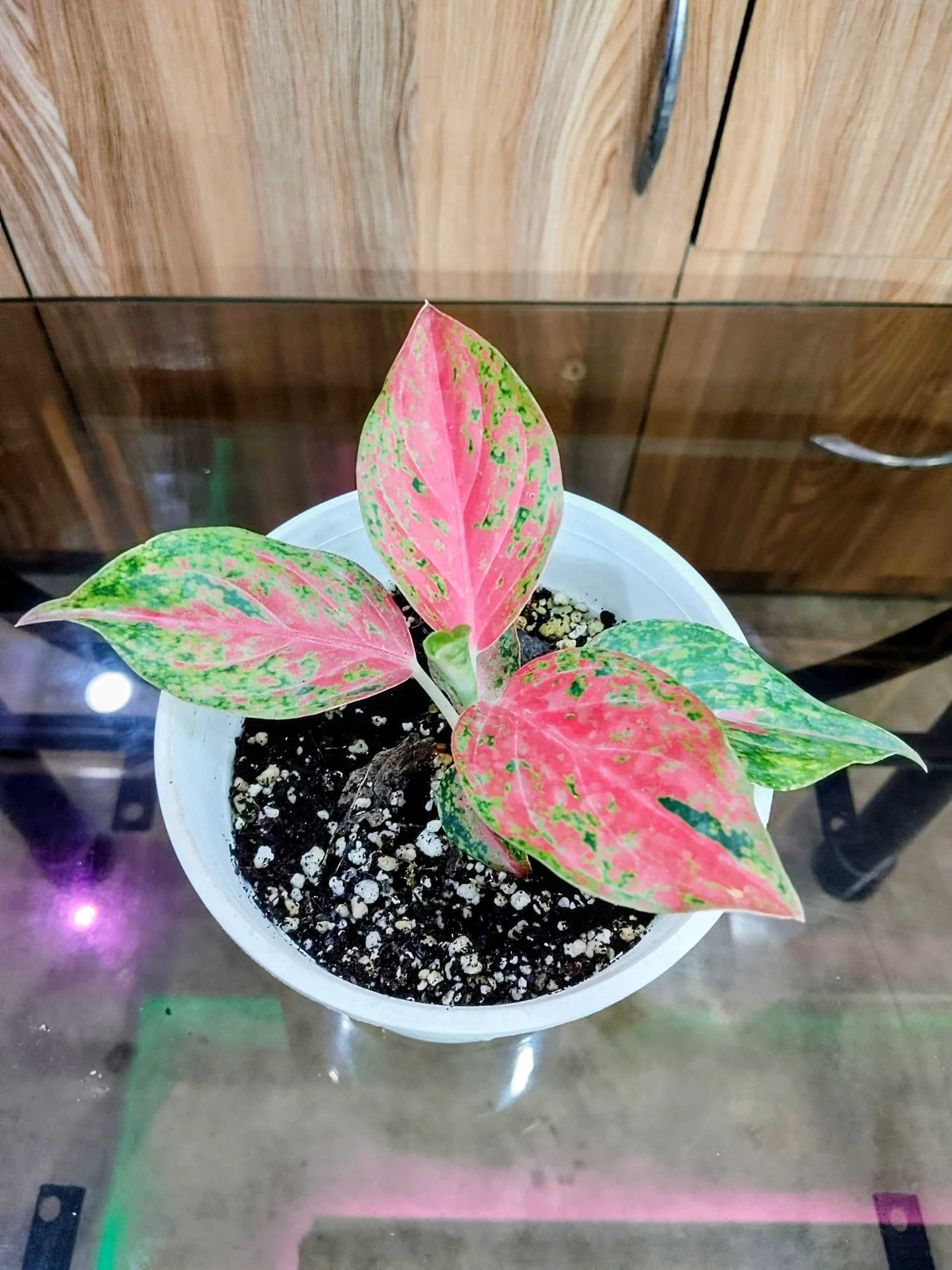 Aglaonema Red Moon