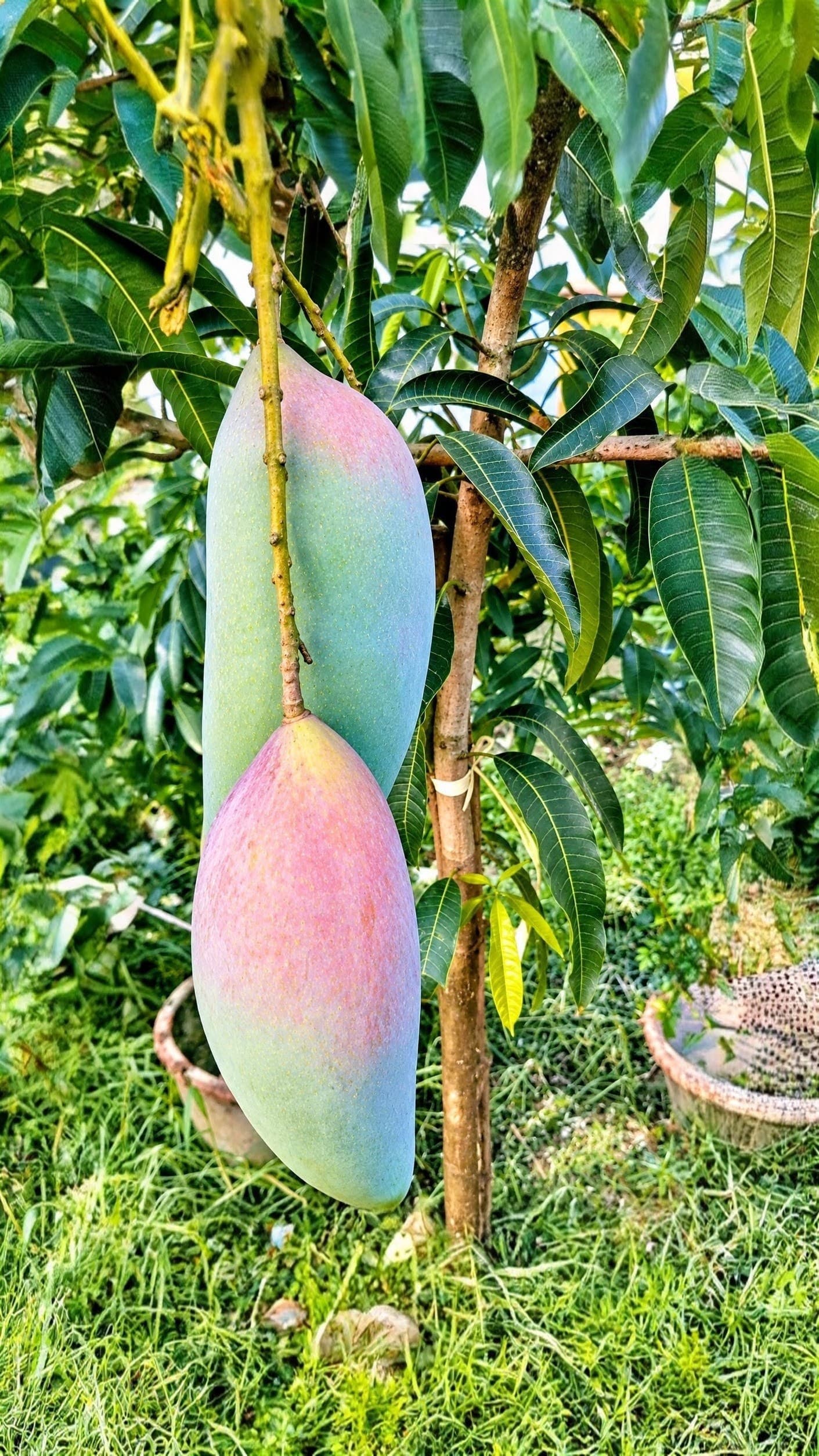 Chiang Mai Mango Plant