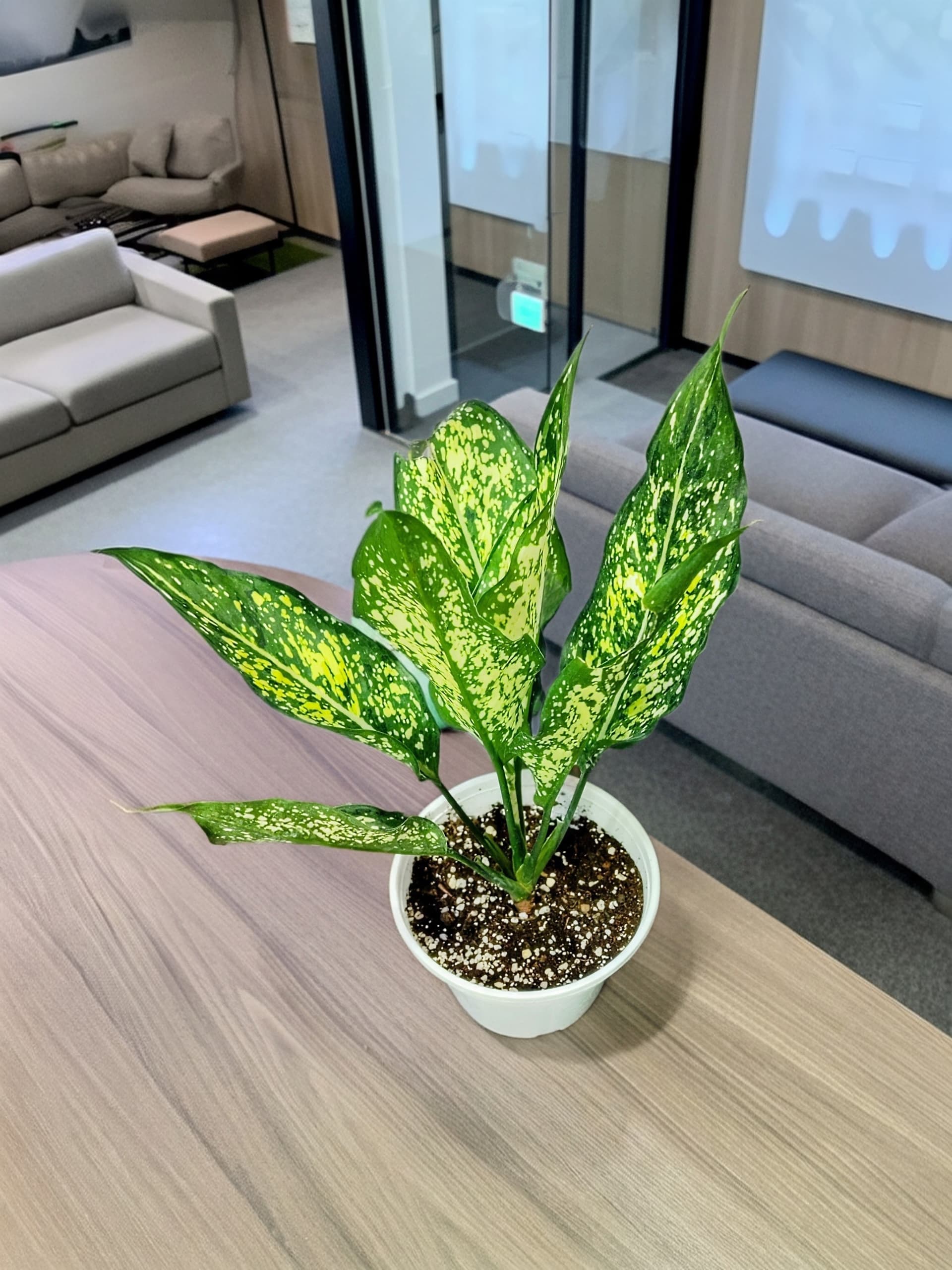 Aglaonema Snow White