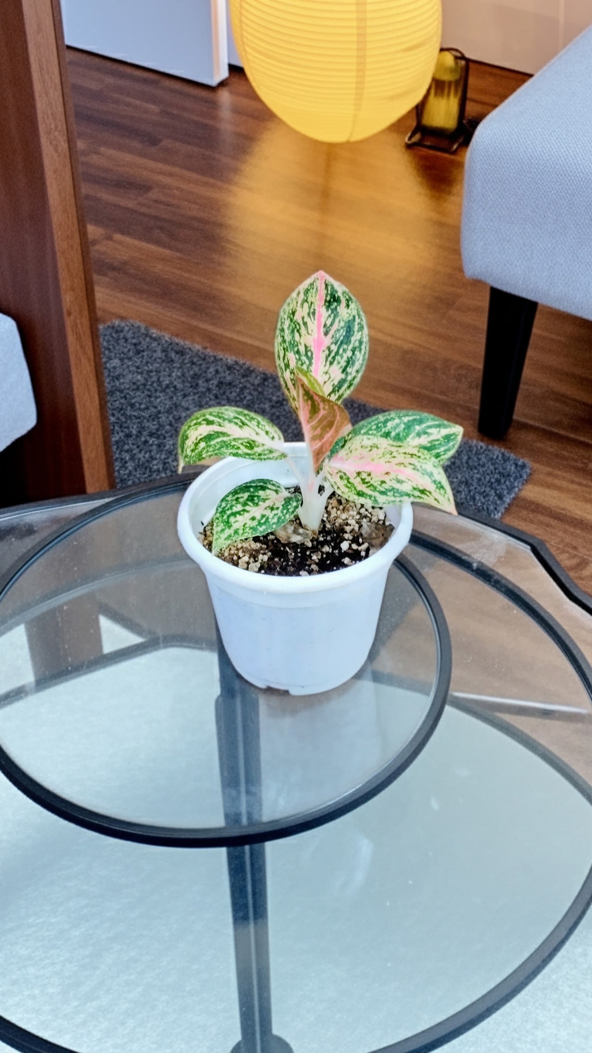 Aglaonema Red Widuri
