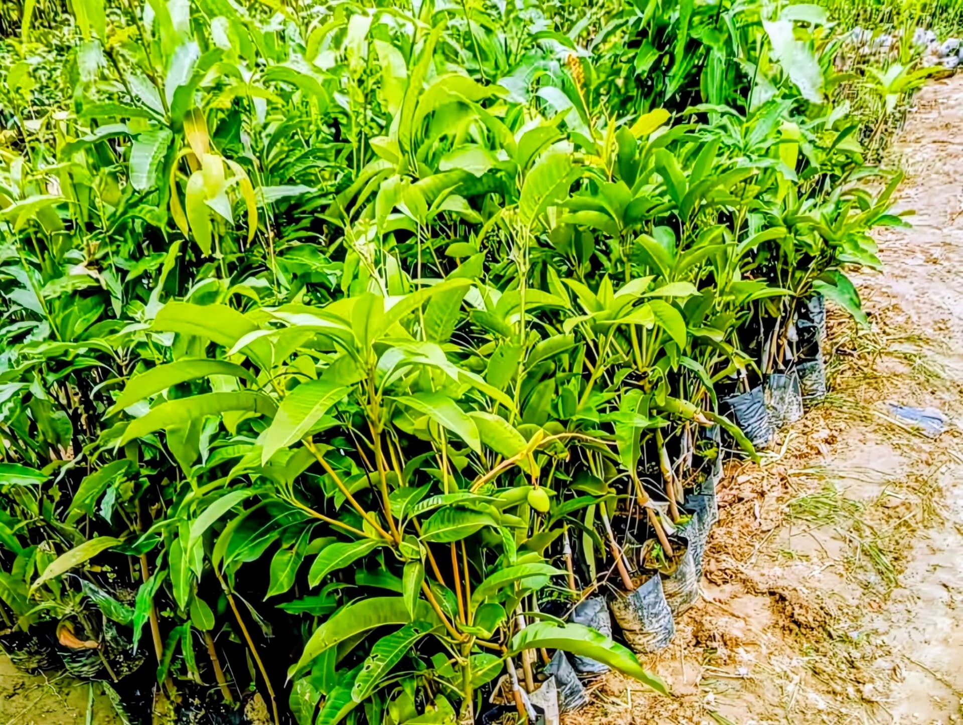 Katimon Mango Plant
