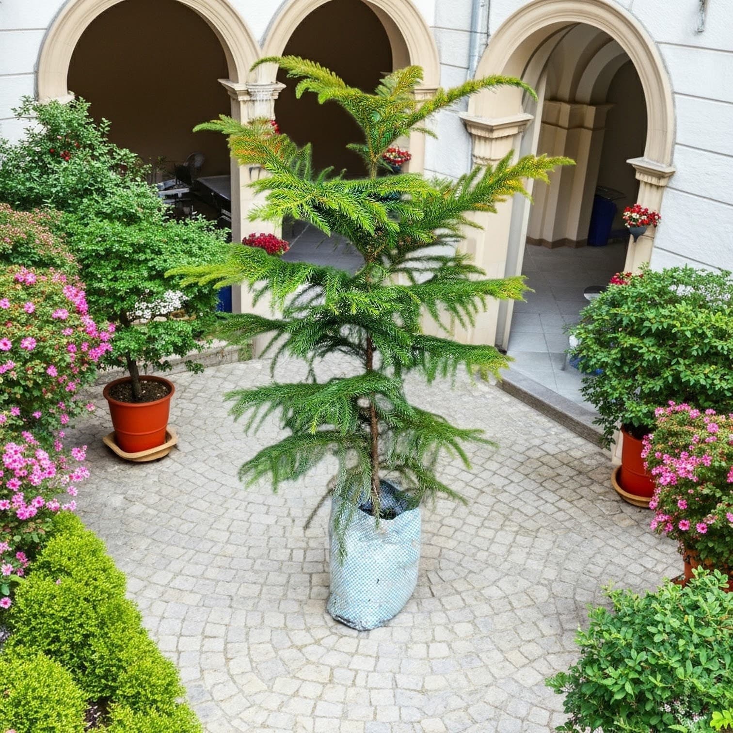 Christmas Tree Plant