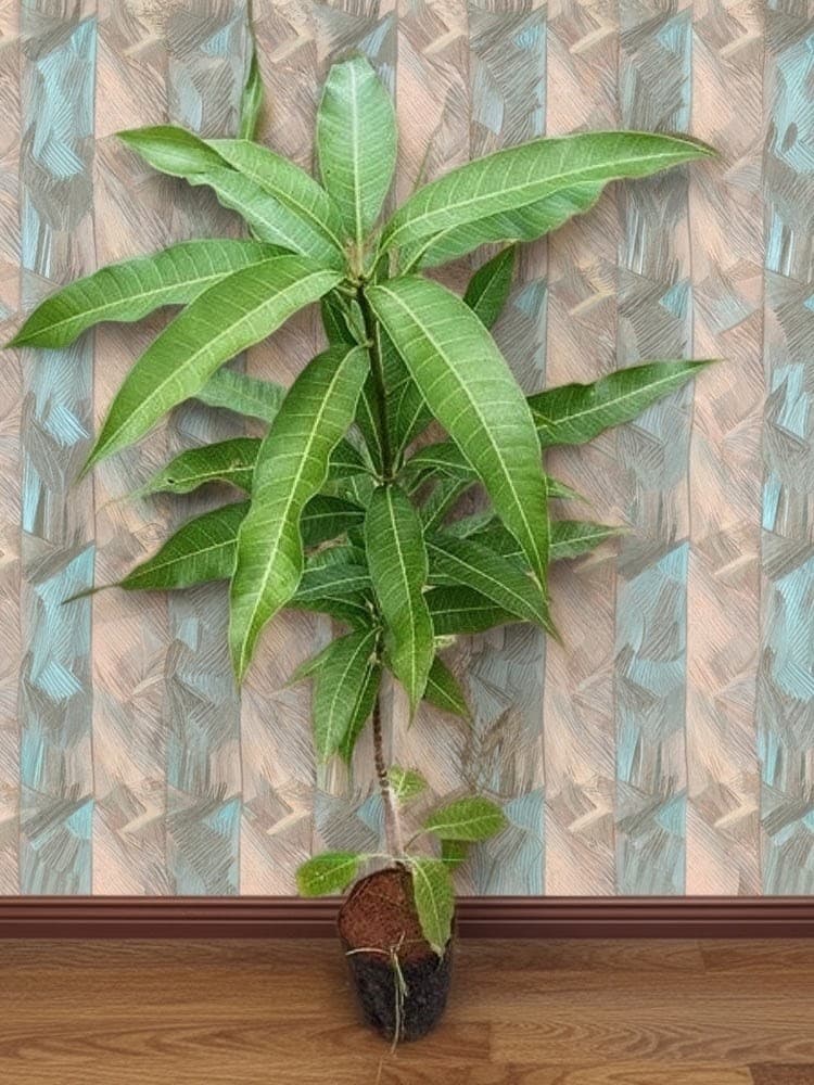 Nam Doc Mai Mango Plant