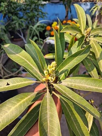 Subarnarekha Mango Plant