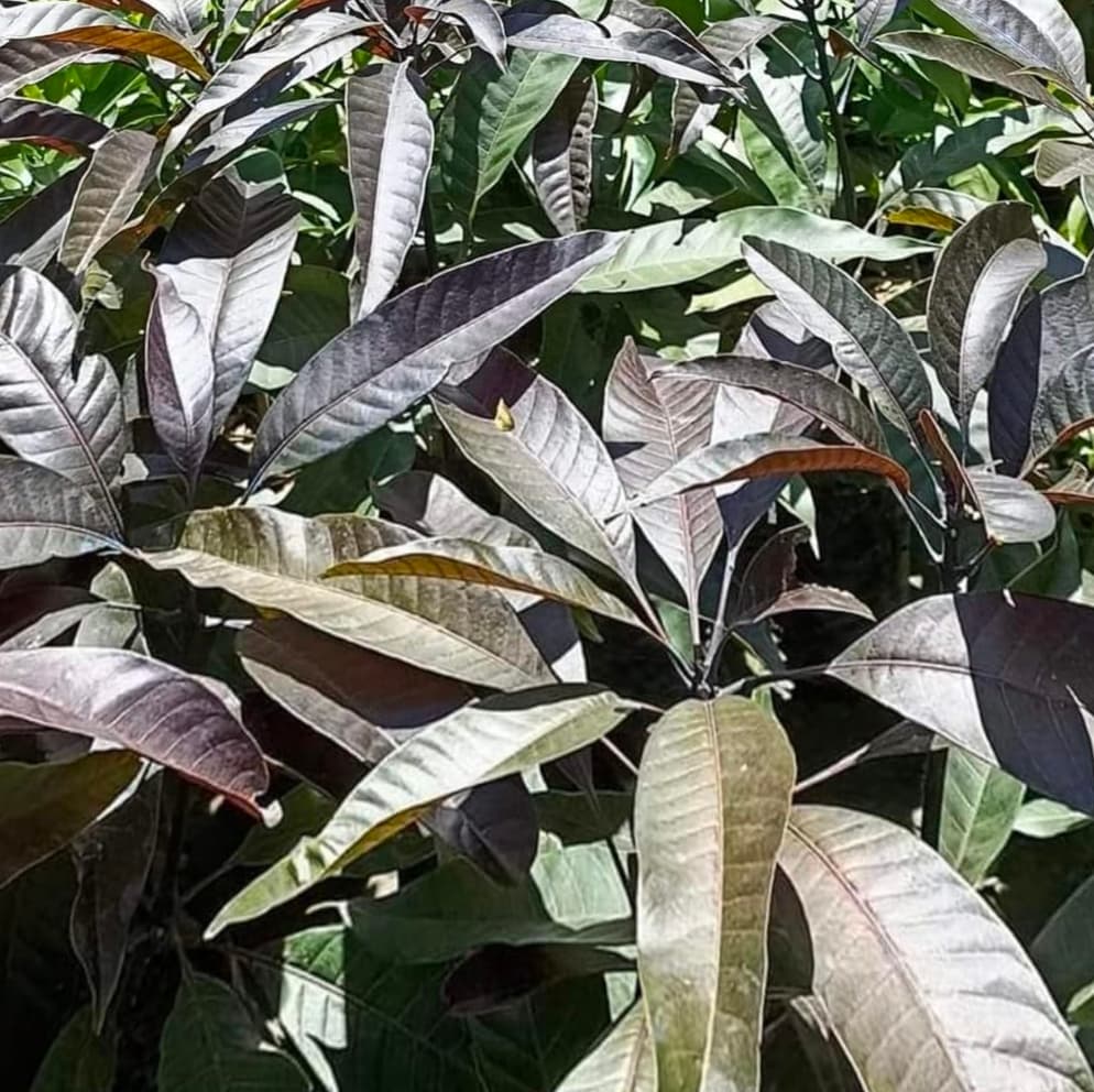 Black Stone Mango Plant