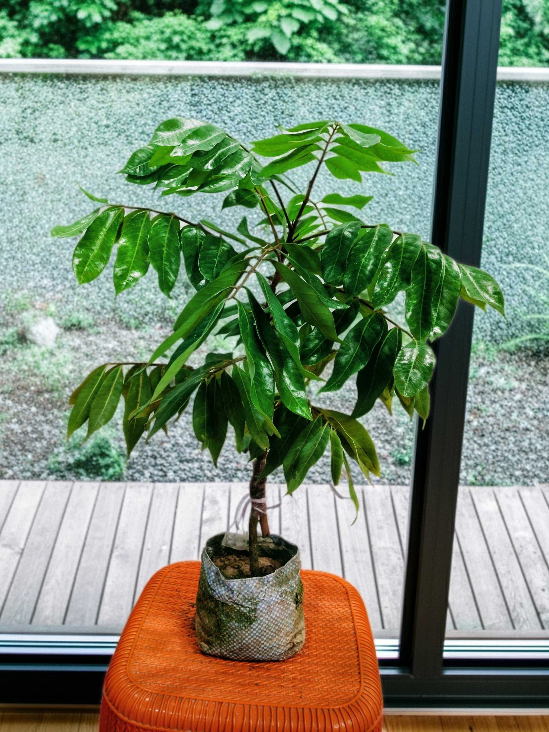 All Time Longan Plant